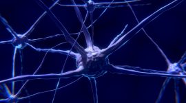 Propagação do impulso nervoso ao longo do neurónio e na sinapse