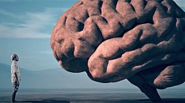 Cérebro, a evolução – do tamanho às capacidades