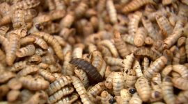Larvas: uma dieta ecossustentável