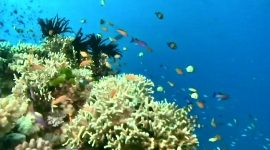 Porque é que os corais estão a desaparecer?