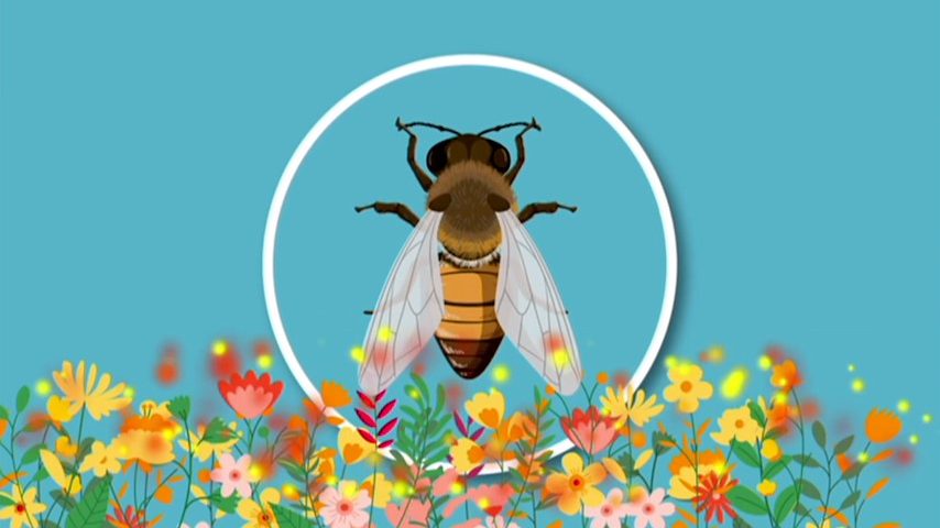 Porque é que as abelhas são importantes para os ecossistemas?