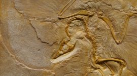 Explicar a importância de fósseis em datação relativa e reconstituição de paleoambientes.