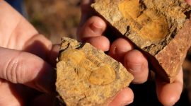 Fósseis únicos na serra do Buçaco