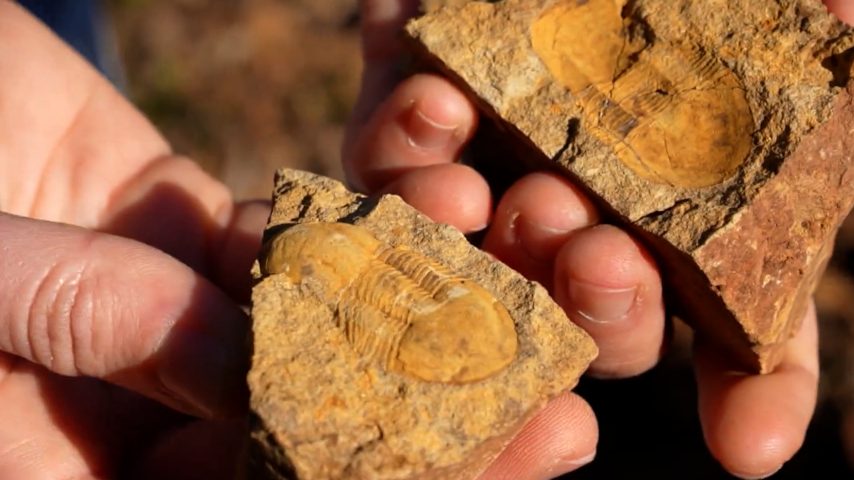Iamgem de Fósseis únicos na serra do Buçaco