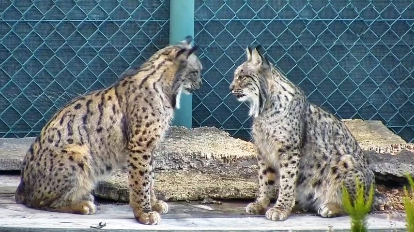 Lince-ibérico: do cativeiro à natureza, em nome da espécie