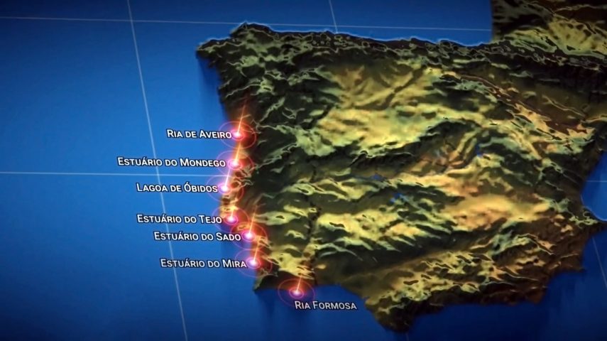 Pradarias Marinhas: um ecossistema pulmão do planeta