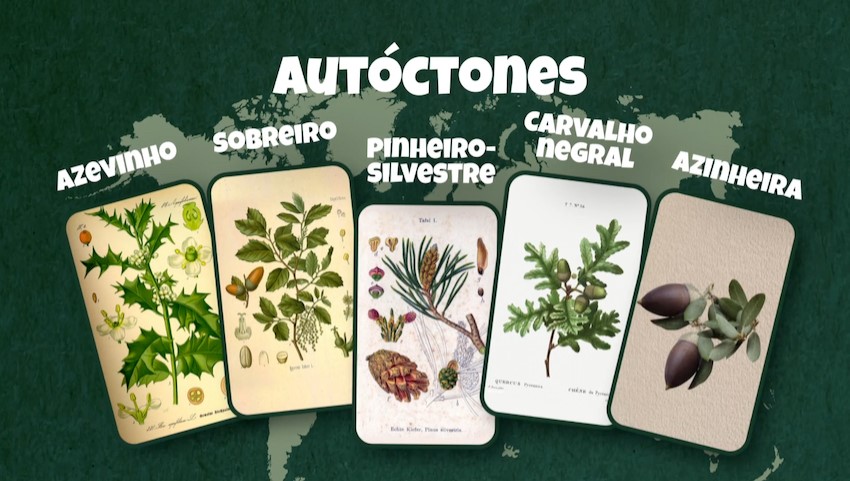 O que é uma floresta autóctone?