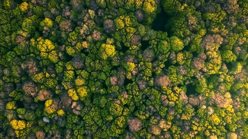 Biodiversidade: a teia da vida