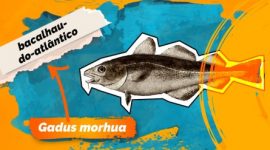 Imagem de Sai uma história do bacalhau. Ou será gadus morhua?