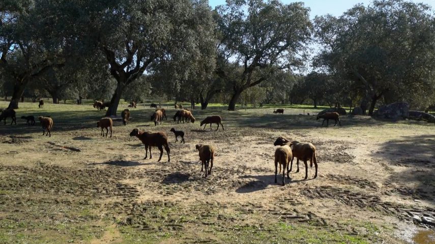 Sustentabilidade no Montado: o papel da agroecologia