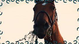 Imagem de Cavalo: o trinca cenouras