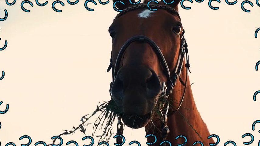 Cavalo: o trinca cenouras