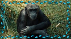 Imagem de Chimpanzé: o expressivo equilibrista