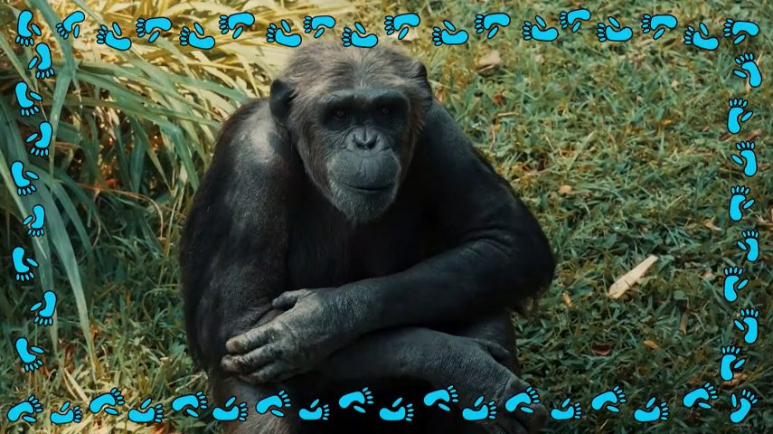 Chimpanzé: o expressivo equilibrista