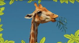 Imagem de Girafa: o animal mais alto do mundo
