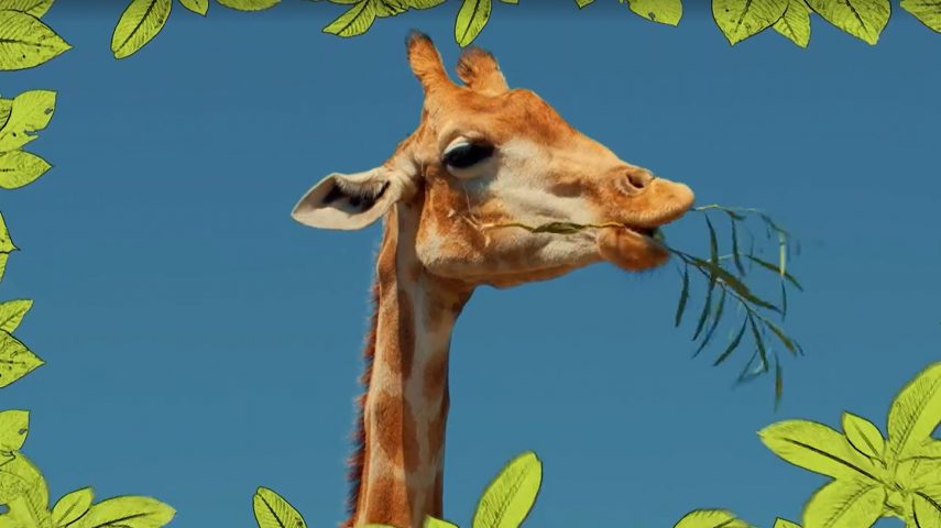 Girafa: o animal mais alto do mundo
