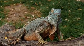 Imagem de Iguana: imóvel e de várias cores