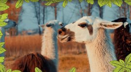 Imagem de Lama: cheio de vontade própria