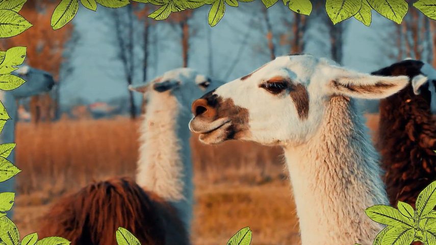 Lama: cheio de vontade própria