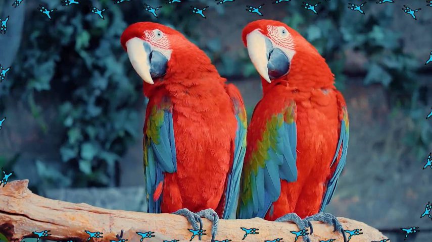 Arara: vistosa e faladora