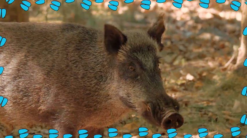 Javali: uma força da natureza