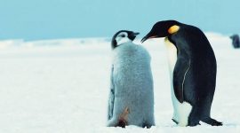 Imagem de Pinguim: passo a passo até ao mar