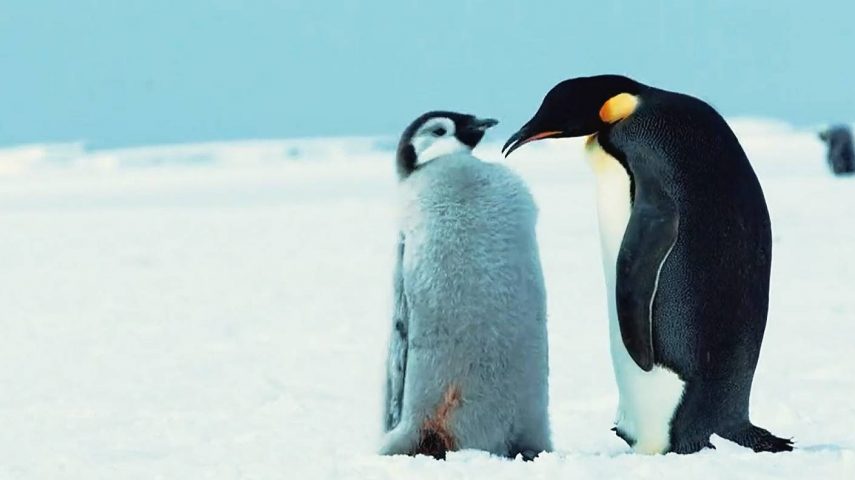Pinguim: passo a passo até ao mar