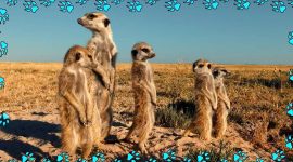 Imagem de Suricata: o bicho sentinela