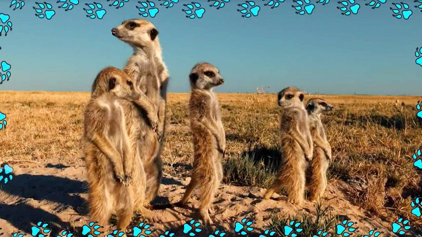 Suricata: o bicho sentinela