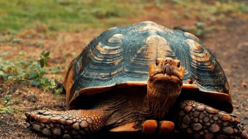 Tartaruga: o réptil de longa vida