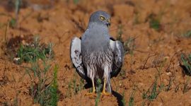 Imagem de Como salvar da extinção o tartaranhão-caçador?
