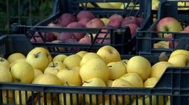 Imagem de Fruta feia salva o mundo do desperdício