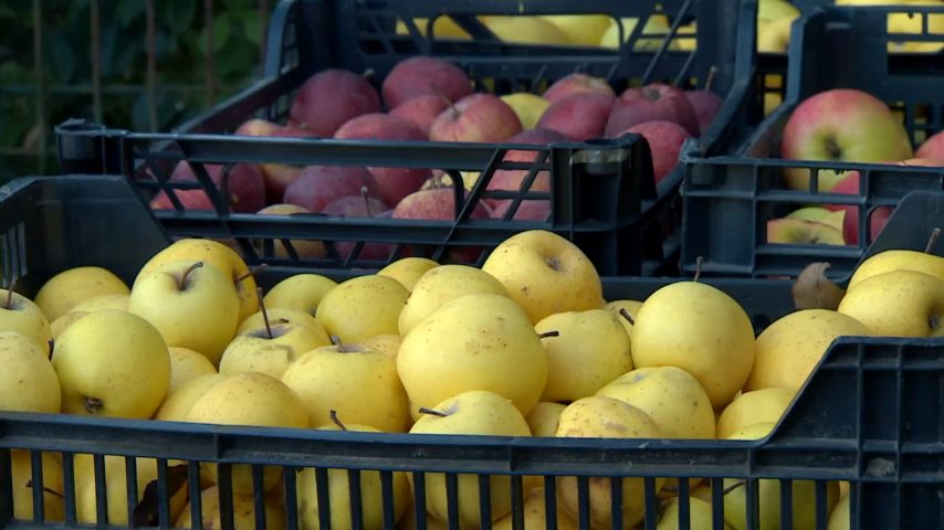 Fruta feia salva o mundo do desperdício