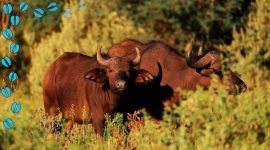 Imagem de Búfalo: a união faz a força