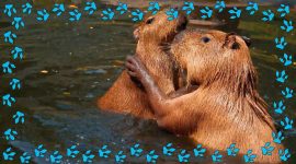 Imagem de Capivara: na água, como na terra