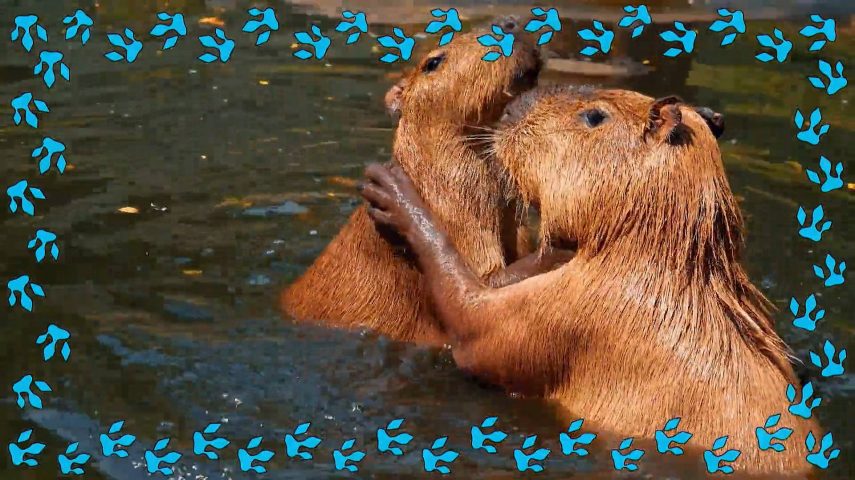 Capivara: na água, como na terra