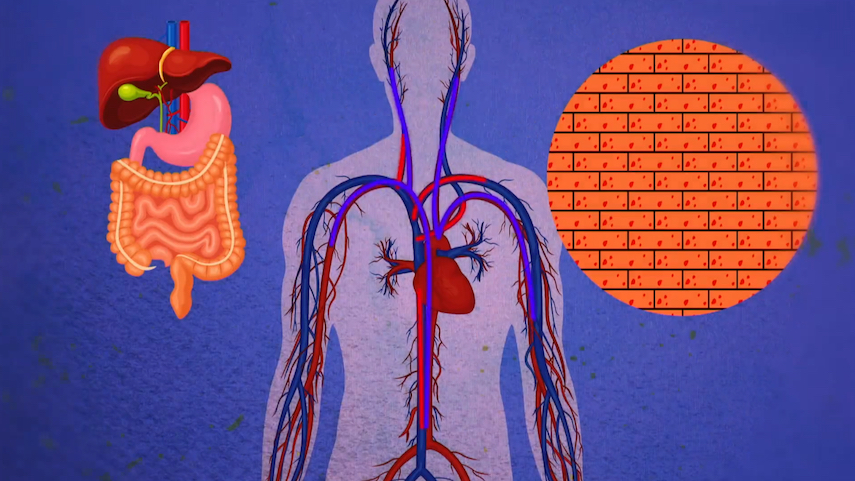 Como se chamam as peças mais pequenas do corpo humano?