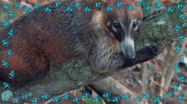 Imagem de Coati: elas em bando, eles sozinhos