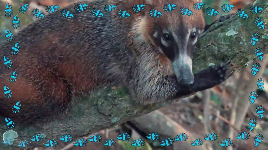 Coati: elas em bando, eles sozinhos