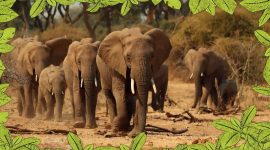 Imagem de Elefante: a ternura do gigante