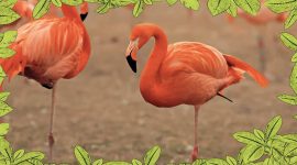 Imagem de Flamingo: o vistoso pernalta