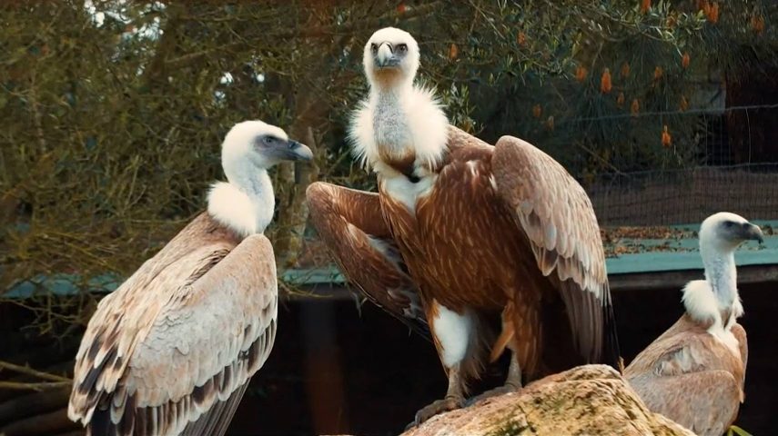 Grifo: o equilibrista necrófago