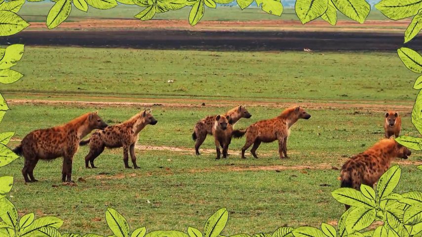 Hiena: o riso da savana