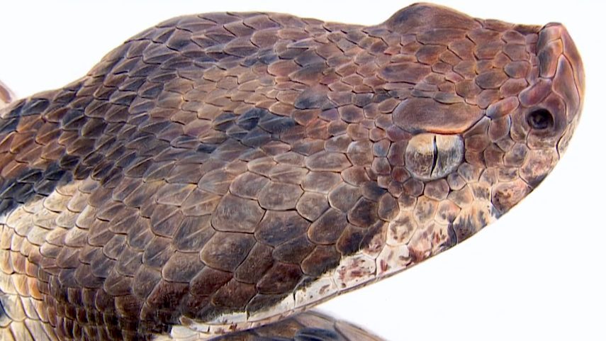 Desenhar bichos como uma cientista