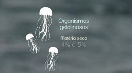 Imagem de Seres gelatinosos e o papel ecológico nos oceanos