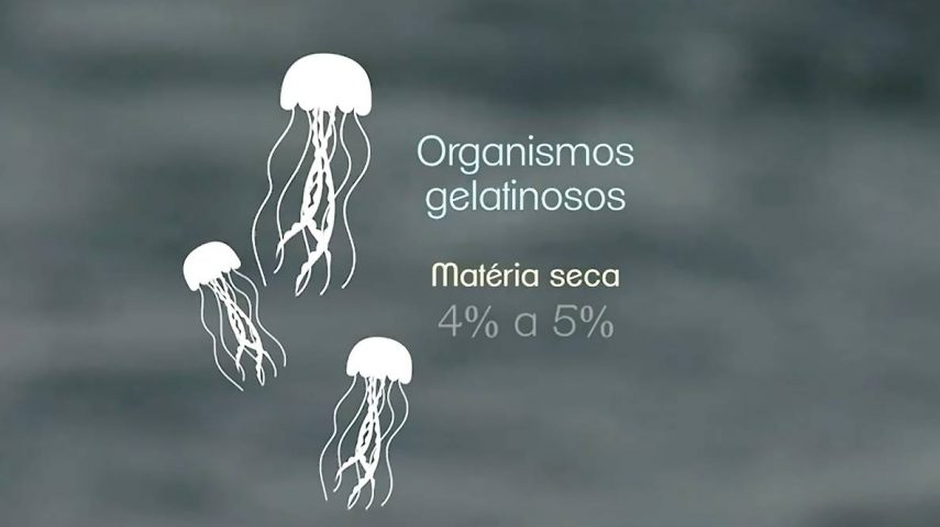 Seres gelatinosos e o papel ecológico nos oceanos