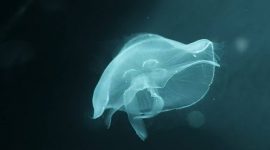Imagem de O veneno das medusas, mitos e realidade