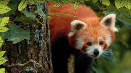 Imagem de Panda-vermelho: o solitário acrobata
