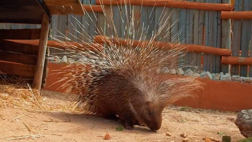 Porco-espinho do Cabo: o exuberante solitário
