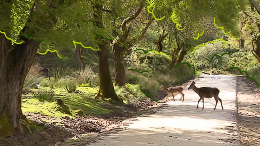 Ver bichos na Tapada de Mafra